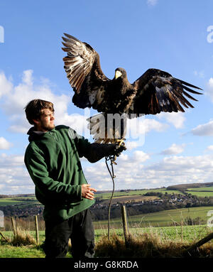 Rex, un aigle de mer de Steller âgé de 18 mois, est détenu par le gardien James Dennis après son retour à la fondation Eagle Heights Wildlife Foundation (EHWF) à Eynsford, dans le Kent. Banque D'Images