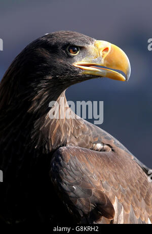 Rex, un aigle de mer de Steller âgé de 18 mois, est vu après son retour à la fondation Eagle Heights Wildlife Foundation (EHWF) à Eynsford, dans le Kent. Banque D'Images