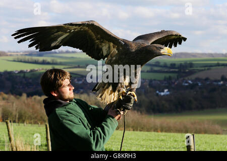 L'aigle de mer retourne manquant Banque D'Images