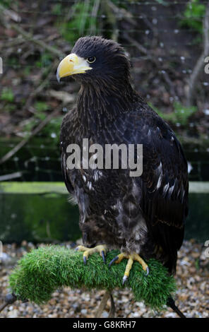 Rex, un aigle de mer de Steller âgé de 18 mois, est assis dans son enceinte après son retour à la fondation Eagle Heights Wildlife Foundation (EHWF) à Eynsford, dans le Kent. Banque D'Images