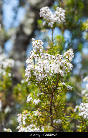 Fleurs de bruyère Erica arborea, arbres. Photo prise dans les Monts de Tolède, Ciudad Real Province, Espagne Banque D'Images