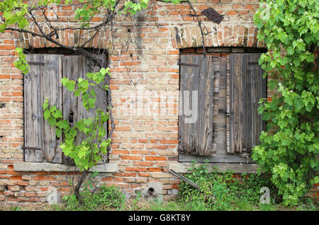 Vieux mur de briques avec des cadres de fenêtre en bois de la chambre au milieu du vignoble Banque D'Images