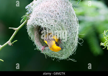 L'image de Baya weaver Ploceus philippinus (mâle) au nid dans le Maharashtra, Inde Banque D'Images