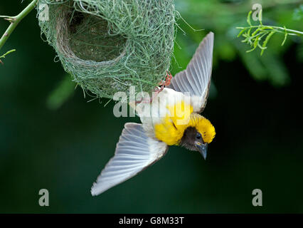 L'image de Baya weaver Ploceus philippinus (mâle) au nid dans le Maharashtra, Inde Banque D'Images