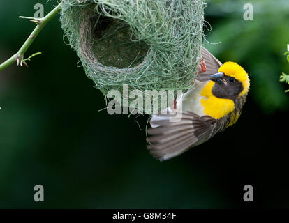 L'image de Baya weaver Ploceus philippinus (mâle) au nid dans le Maharashtra, Inde Banque D'Images