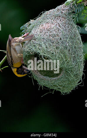 L'image de Baya weaver Ploceus philippinus (mâle) au nid dans le Maharashtra, Inde Banque D'Images