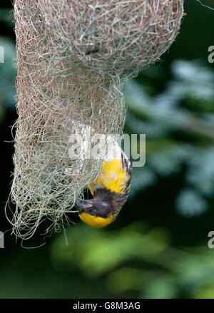 L'image de Baya weaver Ploceus philippinus (mâle) au nid dans le Maharashtra, Inde Banque D'Images