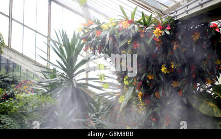 Les visiteurs regardent une exposition d'orchidées au Kew Gardens de Londres, alors qu'ils adoptent un thème brésilien à l'approche des Jeux Olympiques de Rio avec leur festival annuel d'orchidées visant à célébrer toutes les choses brésiliennes en saison de carnaval, Avec des expositions d'orchidées et d'autres plantes du pays, des fleurs tropicales amazoniennes aux cactus du désert. Banque D'Images