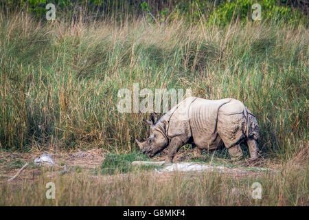 Rhinocéros à une corne, dans le parc national de Bardia, Népal ; espèce Rhinoceros unicornis famille des Rhinocerotidae Banque D'Images