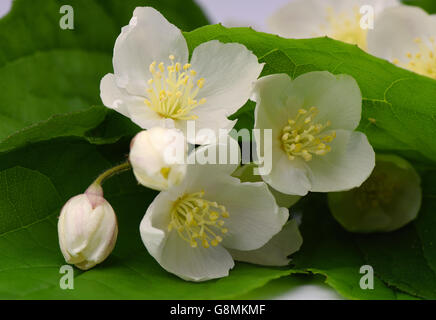 La floraison des fleurs de jasmin sur fond blanc Banque D'Images