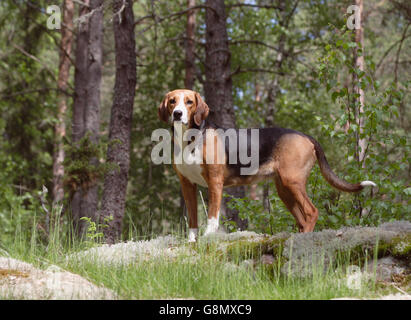 Hamilton hound Banque D'Images