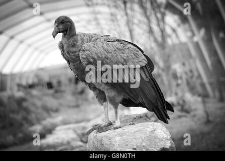Condor des Andes debout sur un rocher en noir et blanc Banque D'Images