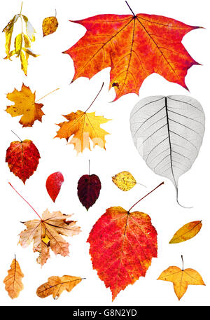 Ensemble de feuilles mortes isolé sur fond blanc Banque D'Images