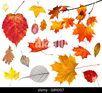 Ensemble de plusieurs feuilles d'automne isolé sur fond blanc Banque D'Images