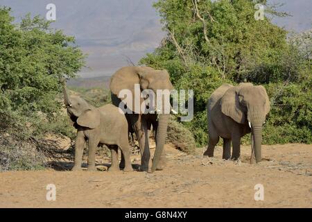 Les éléphants du désert ou de l'éléphant (Loxodonta africana), dans la rivière à sec de l'Huab, Damaraland, Namibie Banque D'Images