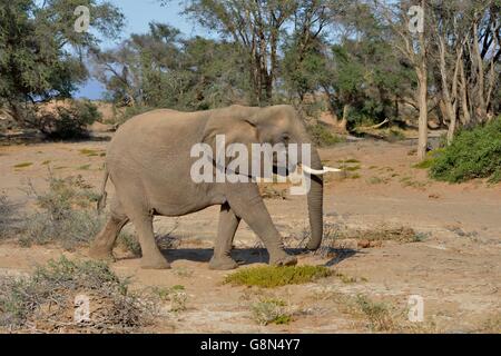 L'éléphant du désert ou l'éléphant africain (Loxodonta africana), dans la rivière à sec de l'Huab, Damaraland, Namibie Banque D'Images