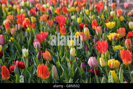 Tulipes colorées (Tulipa) au lit, Meersburg, Bade-Wurtemberg, Allemagne Banque D'Images