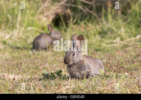 Les jeunes lapins (Oryctolagus cuniculus) assis dans l'herbe, Hesse, Allemagne Banque D'Images