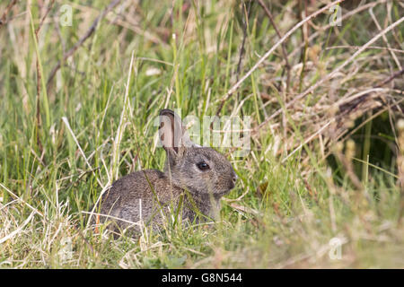 Les jeunes lapins (Oryctolagus cuniculus) assis dans l'herbe, Hesse, Allemagne Banque D'Images