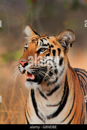 Portrait d'un jeune tigre Banque D'Images