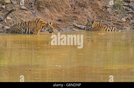 Deux tigres à un plan d'eau au Parc National de Tadoba en Inde Banque D'Images