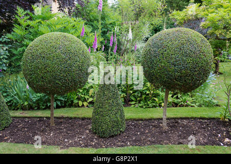 Buxus sempervirens. Clippé common box dans un chalet. Chipping Campden, Cotswolds, Royaume-Uni Banque D'Images