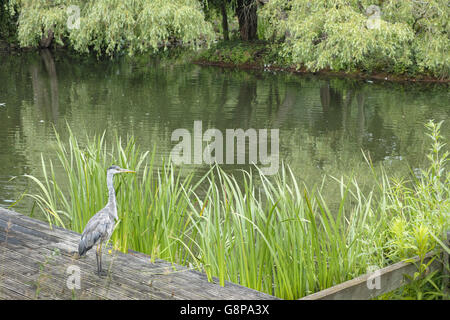 Hreon Gris sur gris. Banque D'Images