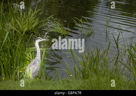 Hreon Gris sur gris. Banque D'Images