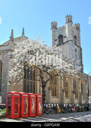 Rue de Cambridge avec quatre cabines téléphoniques, un arbre en fleurs, et une église en arrière-plan Banque D'Images