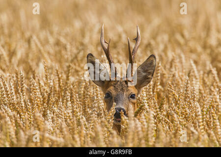 Le chevreuil (Capreolus capreolus) buck butiner dans champ de blé en été Banque D'Images