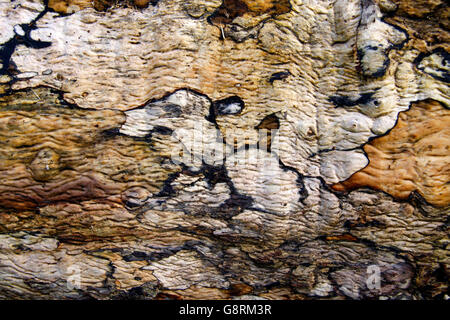 Close up l'écorce des arbres et la texture pattern Banque D'Images
