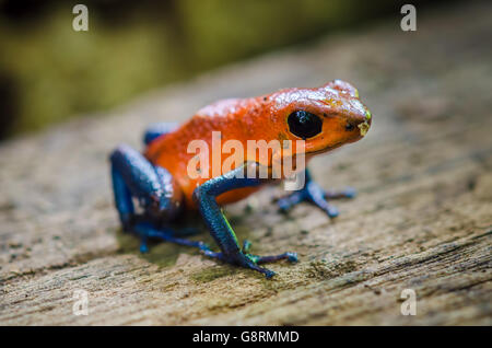 Strawberry Poison-Dart Frog (Oophaga pumilio) dans le jardin de la grenouille, le Costa Rica Banque D'Images