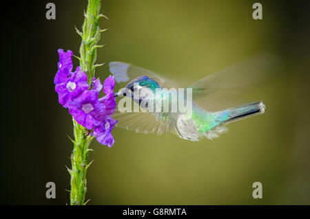 Colibri à tête violette (Klais guimeti) dans la réserve de Rara Avis, Costa Rica Banque D'Images