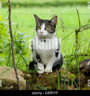 Chat assis Banque D'Images