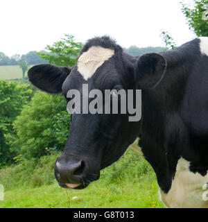 vache Holstein Banque D'Images