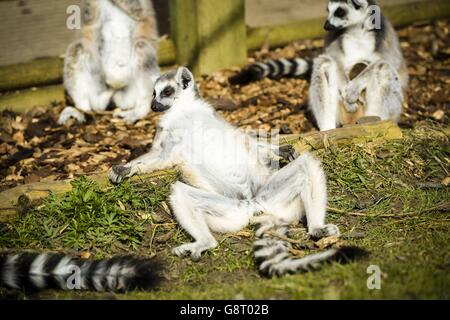 Un lémurien à queue se détend au soleil à la Wild place du zoo de Bristol. Banque D'Images