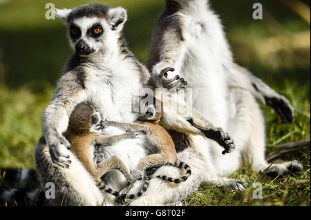 Des jumeaux de lémuriens à queue circulaire s'accrochent à leur mère au zoo Wild place de Bristol, où trois nouveaux bébés sont nés dans le groupe. Banque D'Images