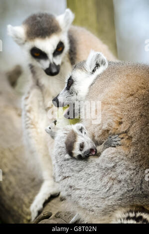 L'un des deux jumeaux de lémuriens à queue annulaire se clins à sa mère à Bristol Zoo Wild place, où trois nouveaux bébés sont nés dans le groupe. Banque D'Images