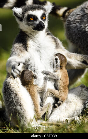 Twin ring-tailed rares lémuriens nés au zoo de Bristol Banque D'Images