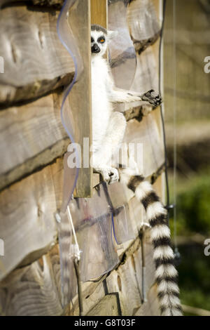 Twin ring-tailed rares lémuriens nés au zoo de Bristol Banque D'Images