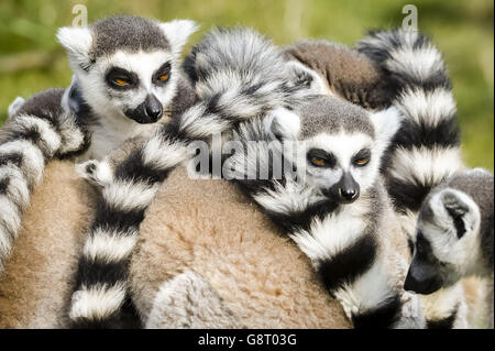 Rares limures à queue double nées au zoo de Bristol.Les lémuriens se réunissent au Wild place du zoo de Bristol. Banque D'Images