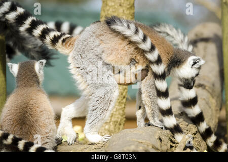 L'un des deux jumeaux de lémuriens à queue annulaire se clins à sa mère à Bristol Zoo Wild place, où trois nouveaux bébés sont nés dans le groupe. Banque D'Images