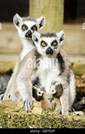 Des jumeaux de lémuriens à queue circulaire s'accrochent à leur mère au zoo Wild place de Bristol, où trois nouveaux bébés sont nés dans le groupe. Banque D'Images