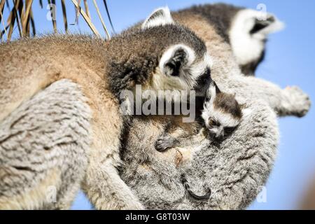 Un lémurien à queue annulaire gît l'un des deux nouveaux-nés jumeaux au zoo Wild place de Bristol, où trois nouveaux-nés sont nés dans le groupe. Banque D'Images