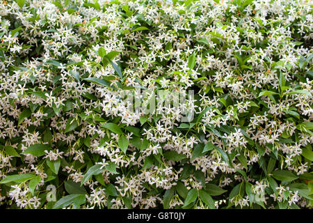 Trachelospermum jasminoides Star (Jasmin) Banque D'Images