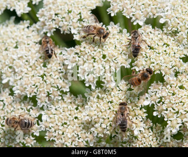 Une abeille est un joint de coupe une fleur Banque D'Images