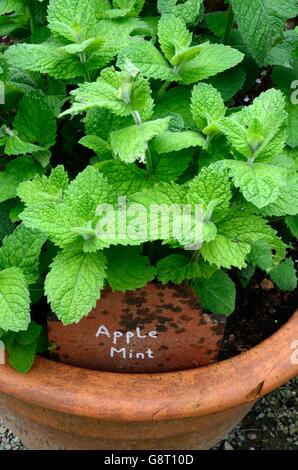 La Menthe Mentha suaveolens Apple menthe laineux ou feuille ronde de plus en plus de menthe dans un pot en terre cuite Banque D'Images