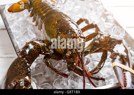 Homard cru sur des cubes de glace. Banque D'Images