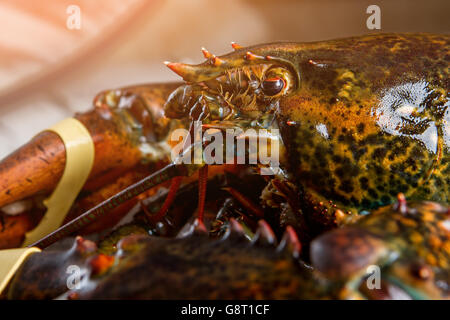 Tête et griffe du homard. Banque D'Images