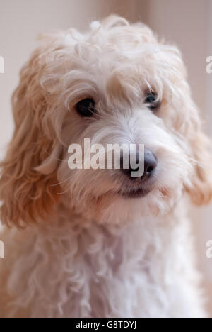 Cockerpoo - portrait de chien Banque D'Images